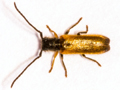 Tetrops praeustus